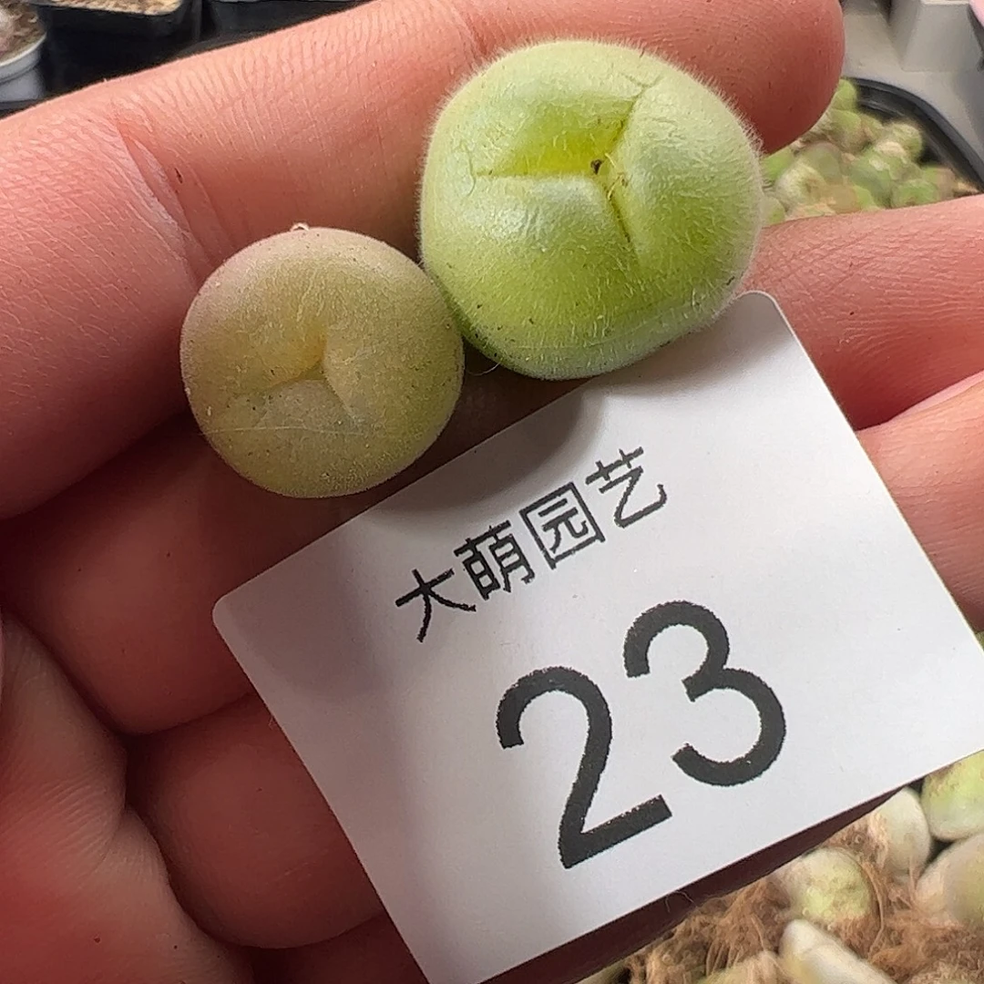 一物一拍。      23