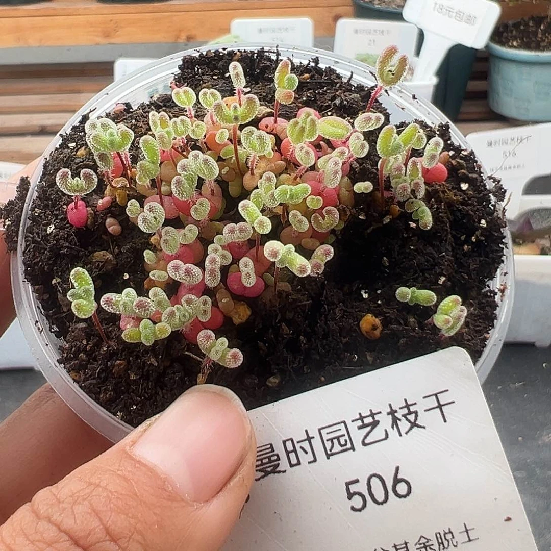 p*p506号切糕12.12多肉