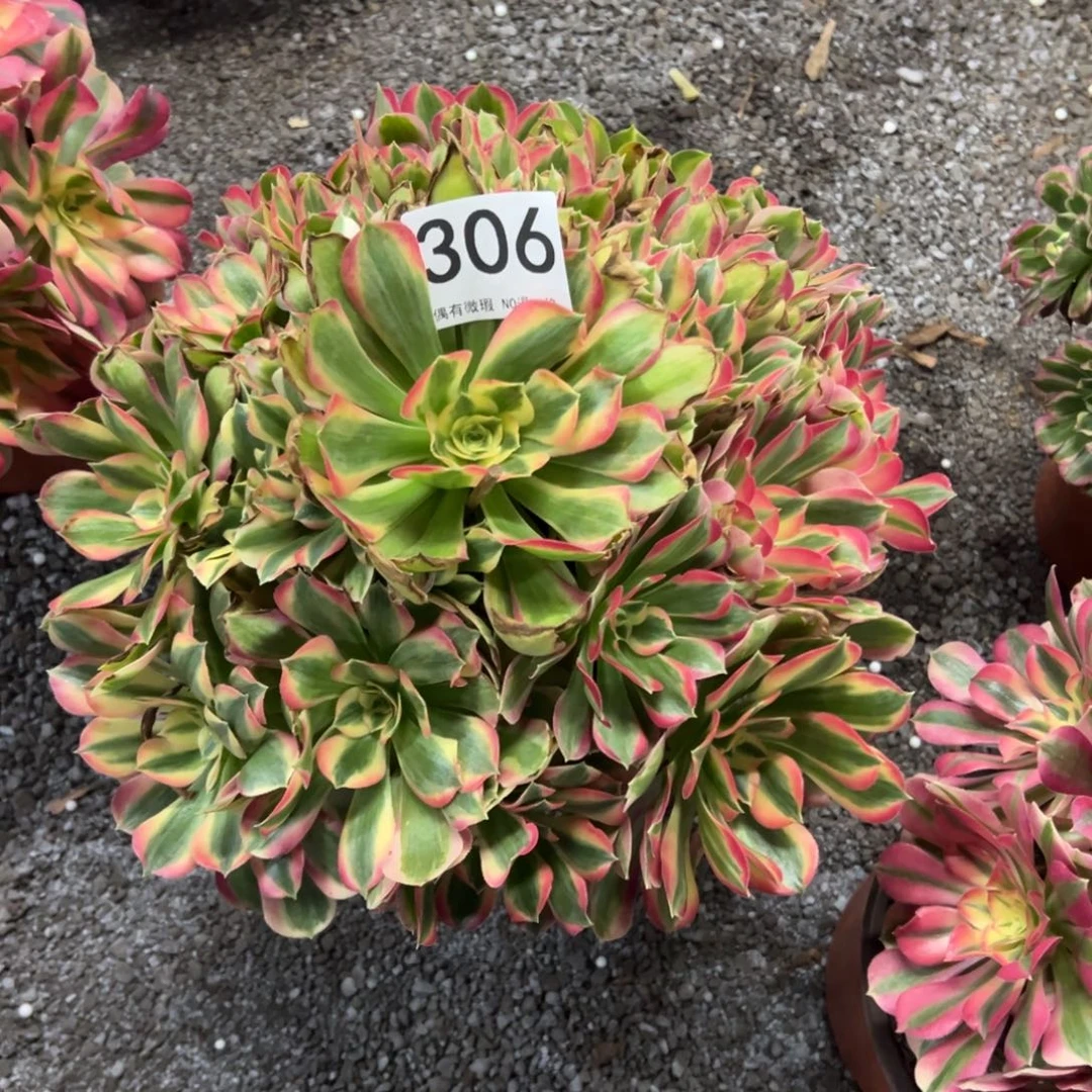 我是真的很喜欢这个