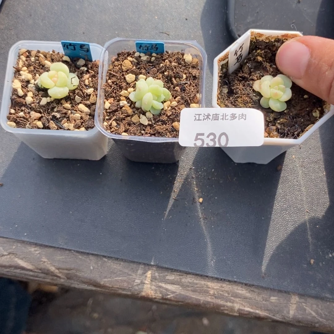 标签530竹马一个多肉量拍