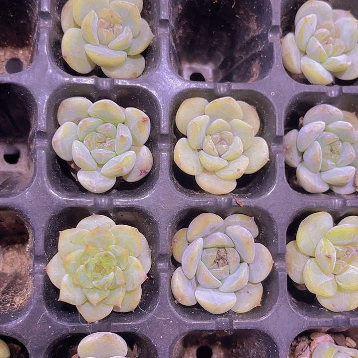 精品一单两颗草莓冰沙多肉植物