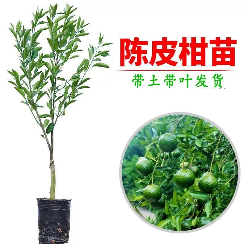 新会陈皮柑树苗嫁接高产茶枝柑苗正宗盆栽地栽南北方种植当年结果