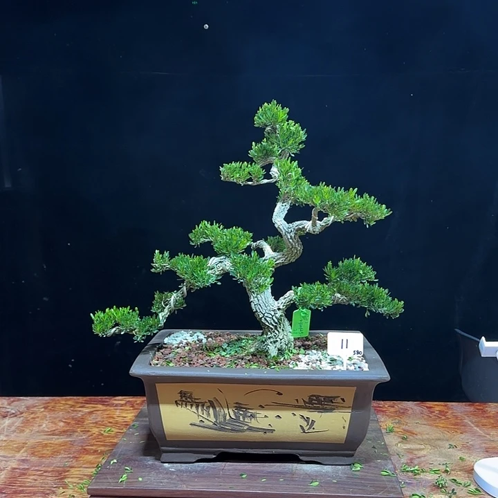 无花朵广东雀舌黄杨