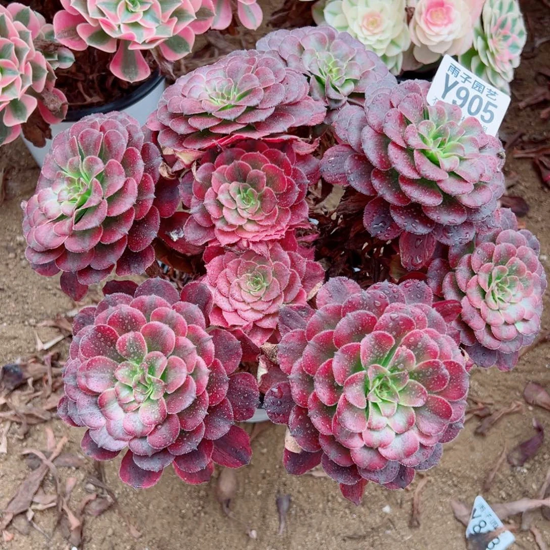 905月婵尺寸25左右