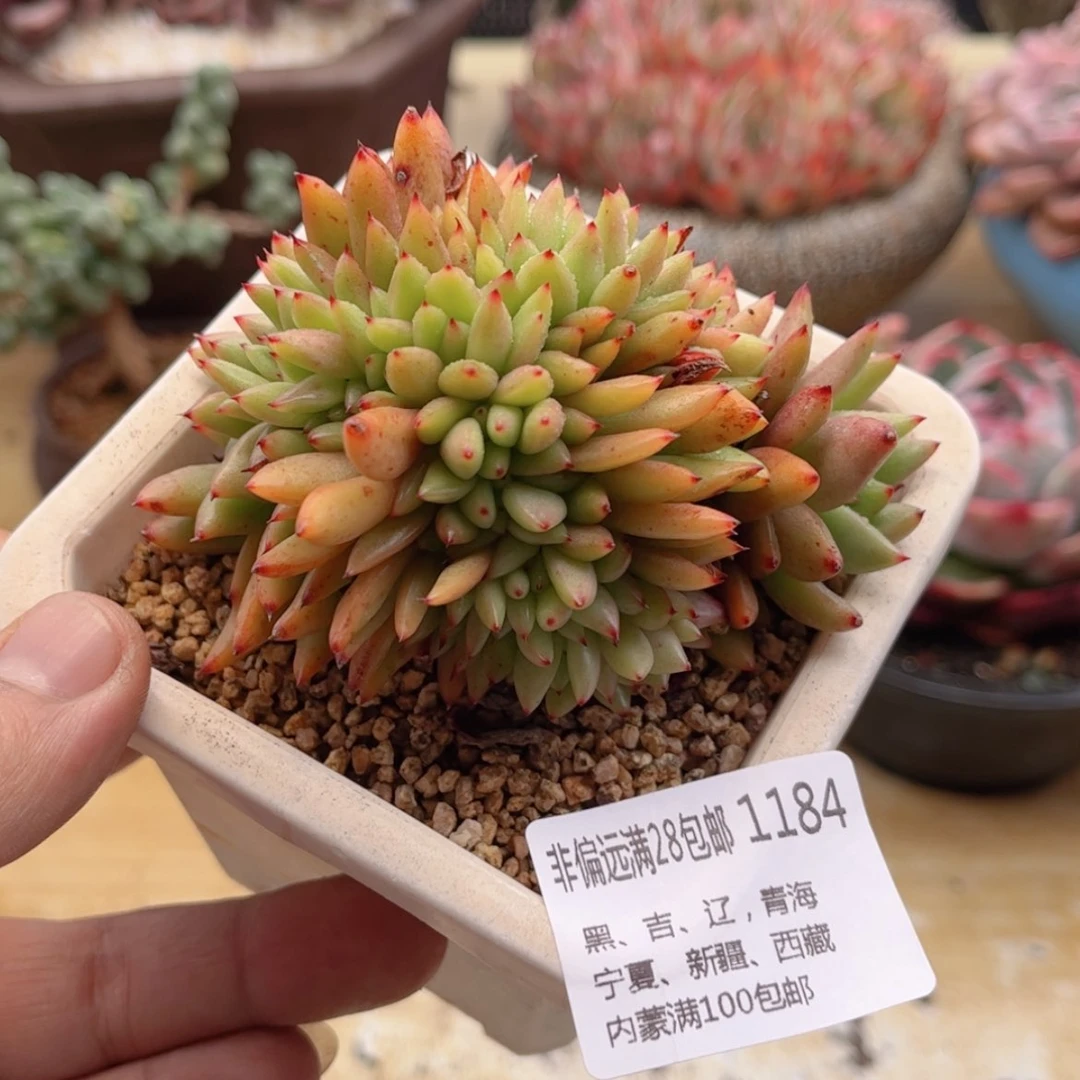 【闪购商品】1184流星缀