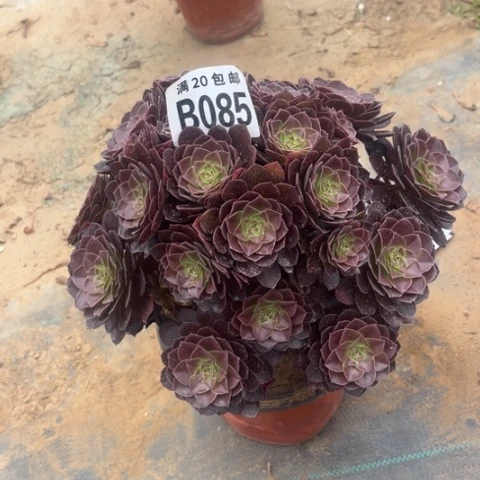 085黑魔不包断枝