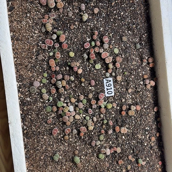 910生石花整筐脱土发货