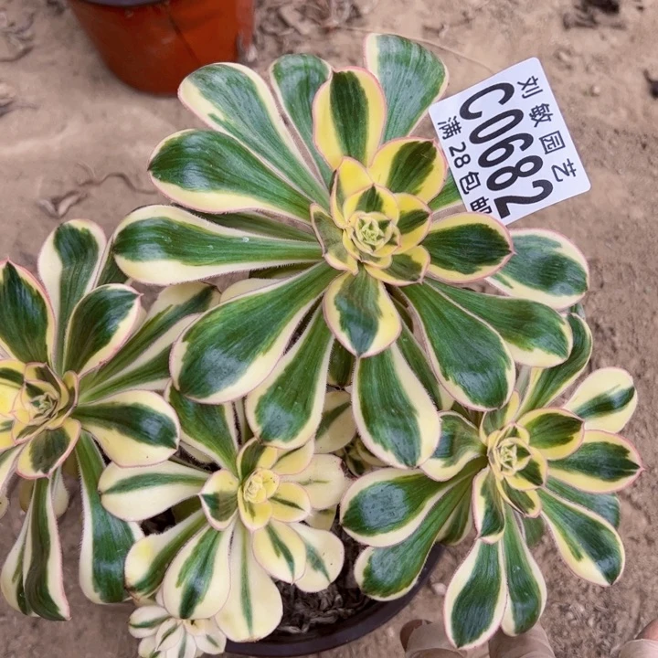 燕姿锦多肉植物法师0682