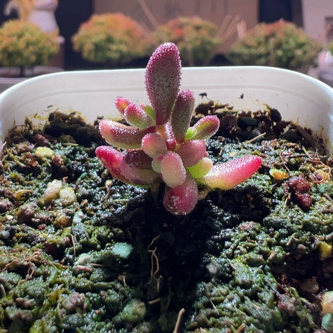 438红宝石锦一物一拍包开箱