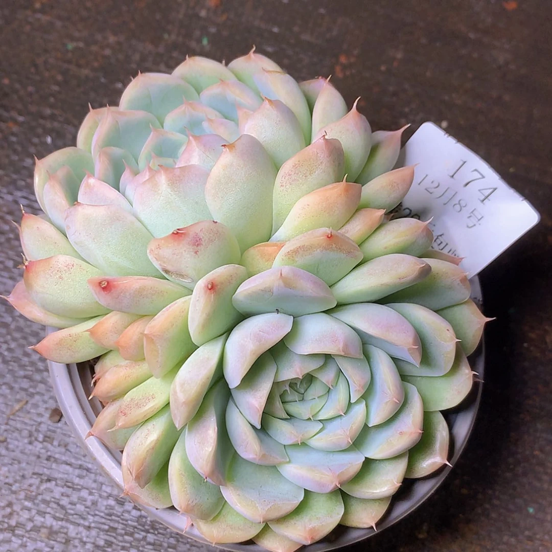 【闪购商品】云174号