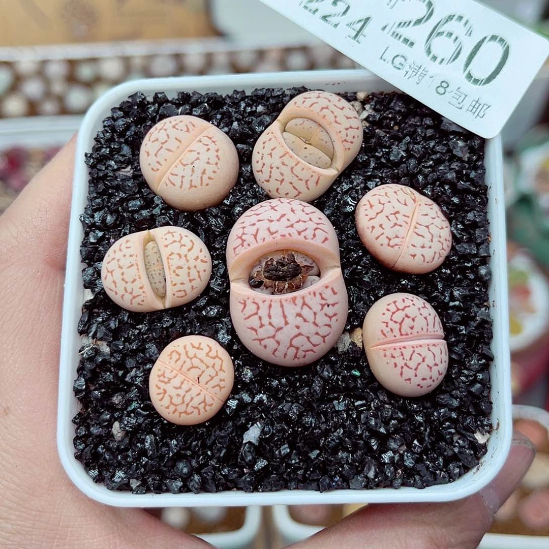 郎哥多肉生石花24-260