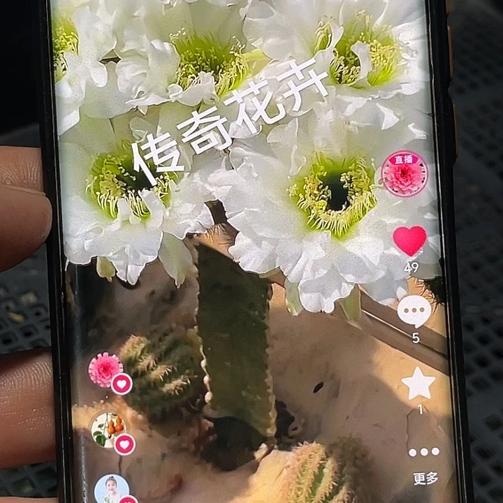 彩 白牡丹侧芽 歪 满20包邮6公分