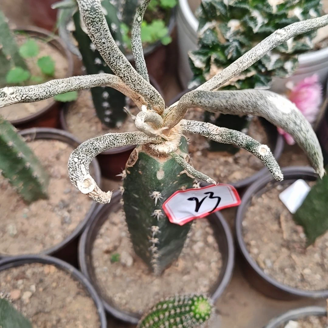 美杜莎秀普苗接23福
