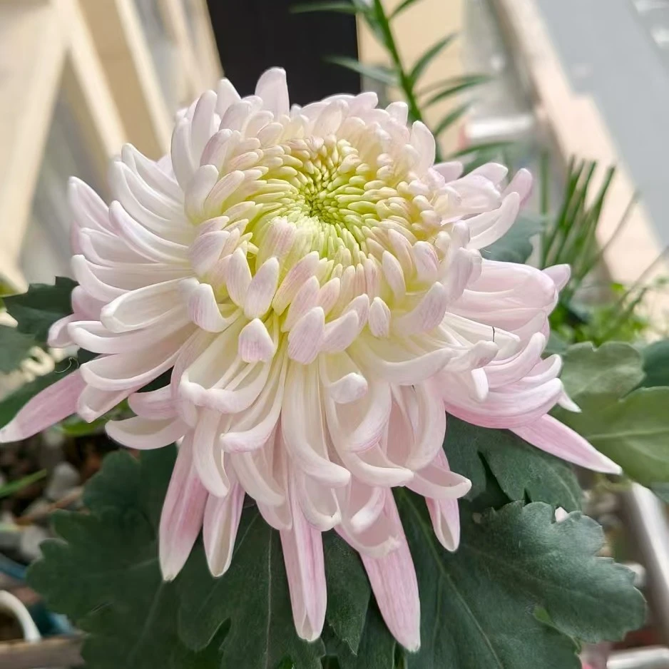 【花苞发货】[国华加奈]九月菊花苗大型花好养护简单耐寒耐旱