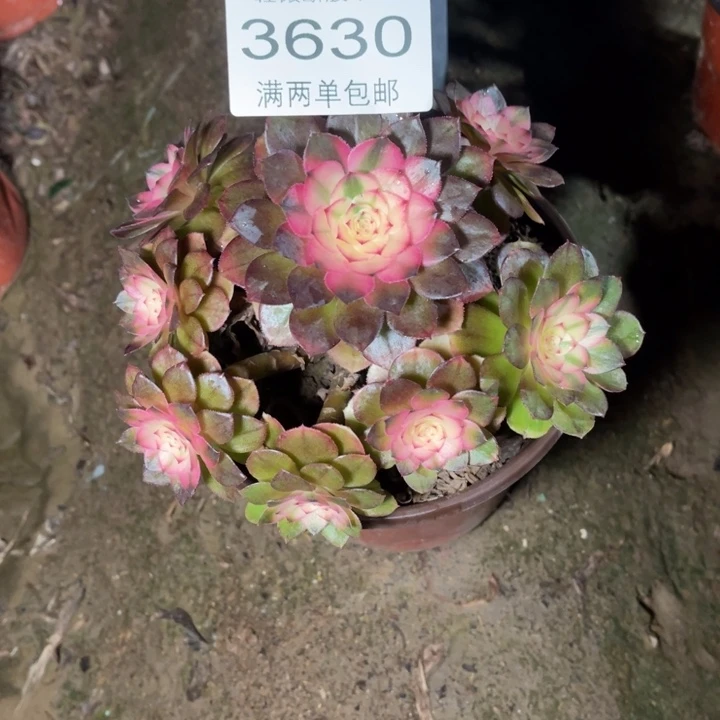3630荔枝的人多肉的