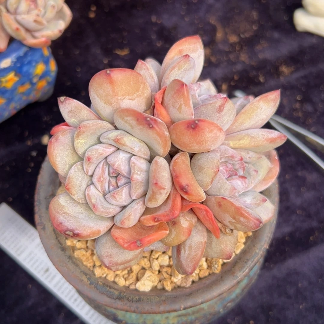 新年快乐 新年快乐
