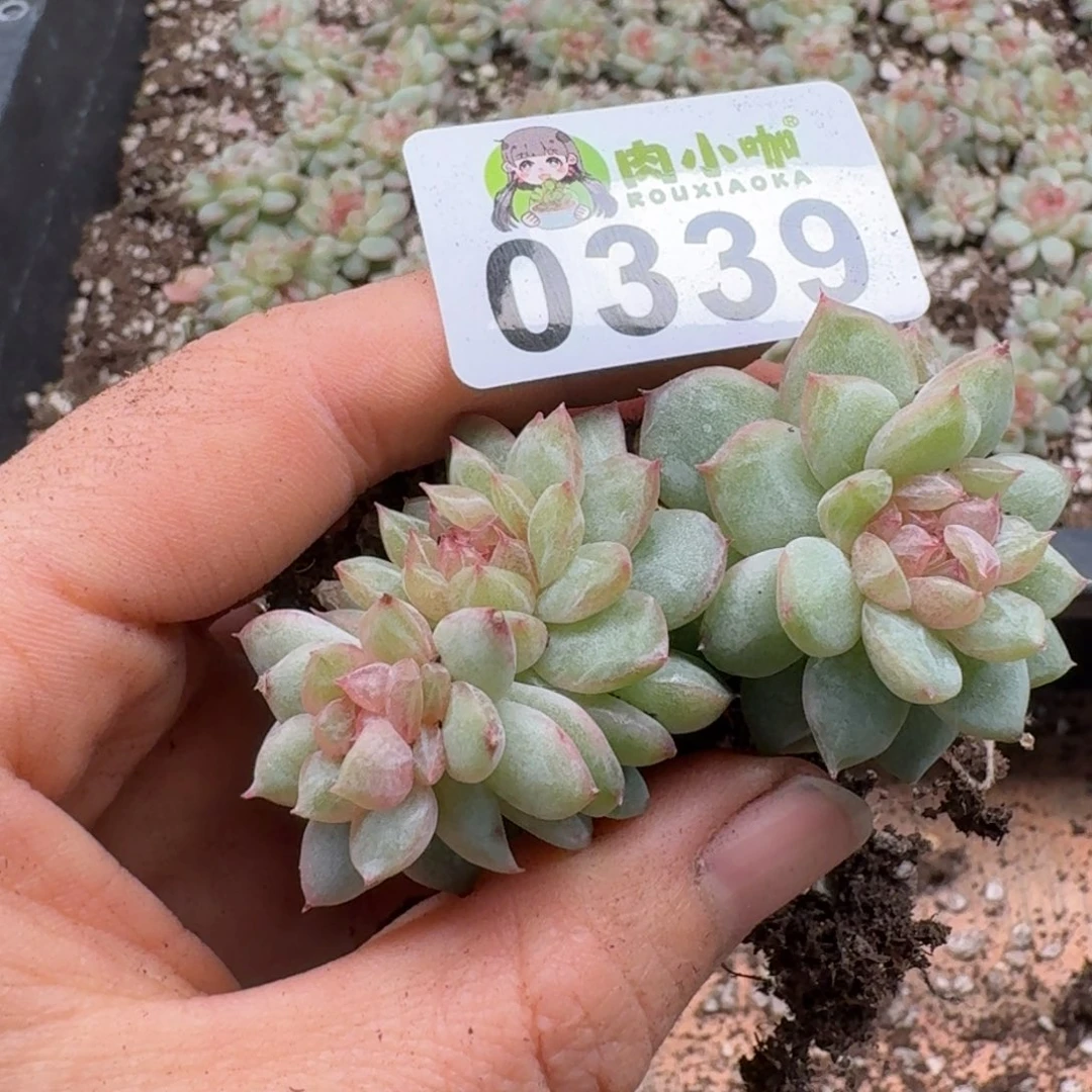 多肉植物多肉植物
