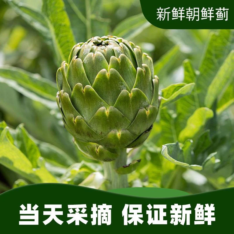 【头茬嫩果混发】云南特色蔬菜洋蓟朝鲜蓟营养丰富口感甘甜鲜嫩