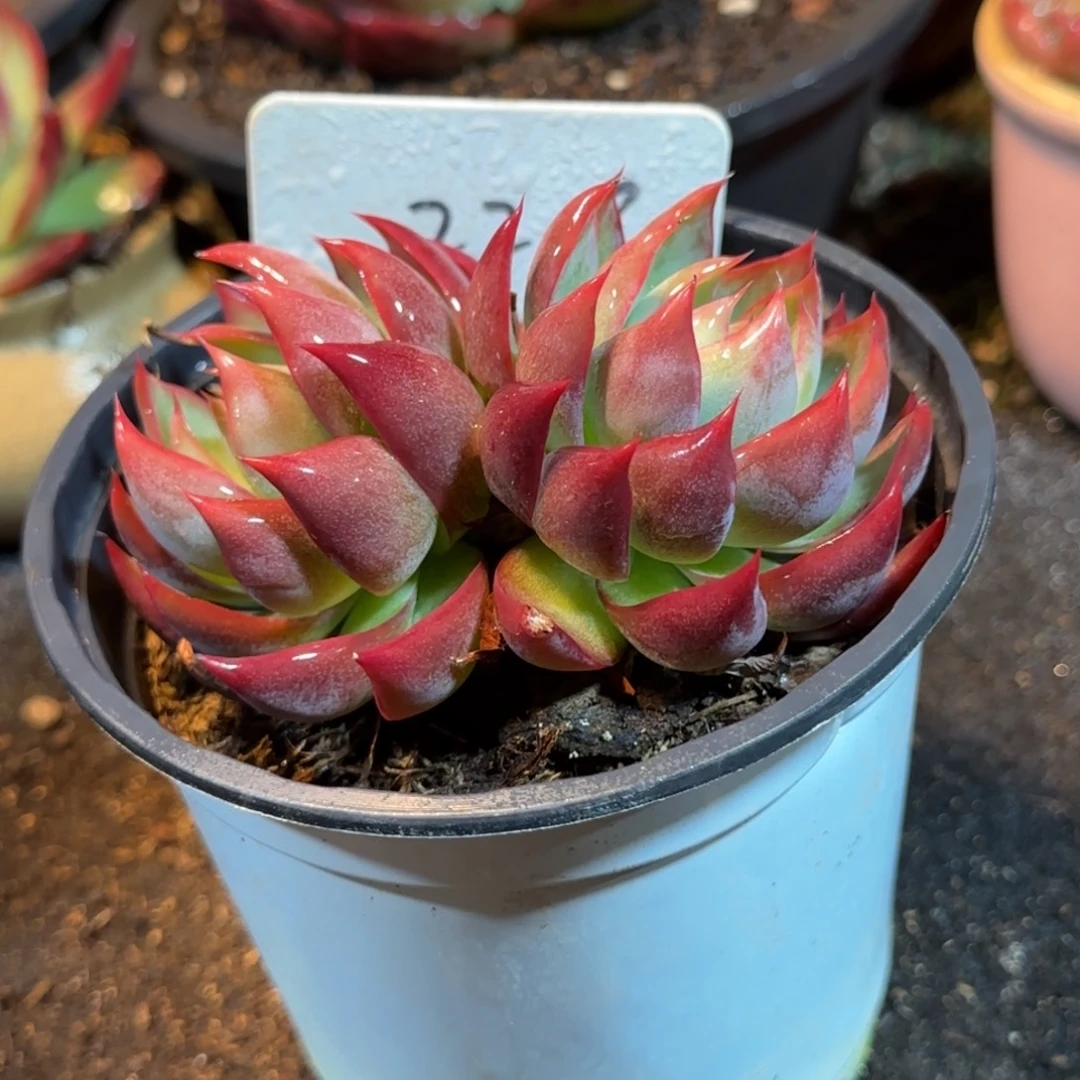 惊鸿一物一拍包装收缩花旱228