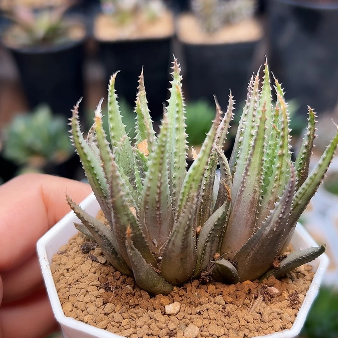 八爪鱼鱿鱼   双头