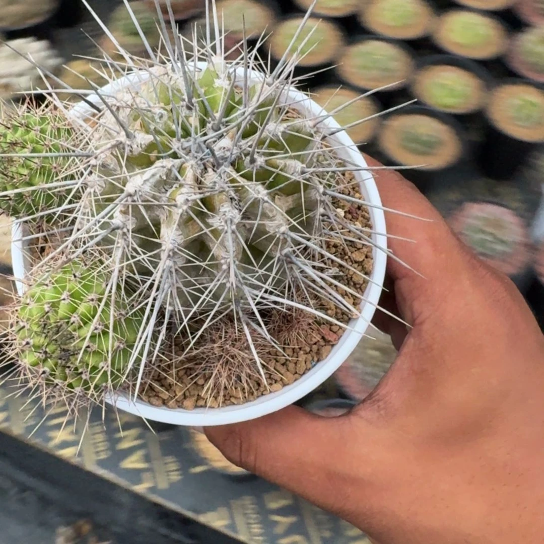 我***帅仙人球强刺强丽花