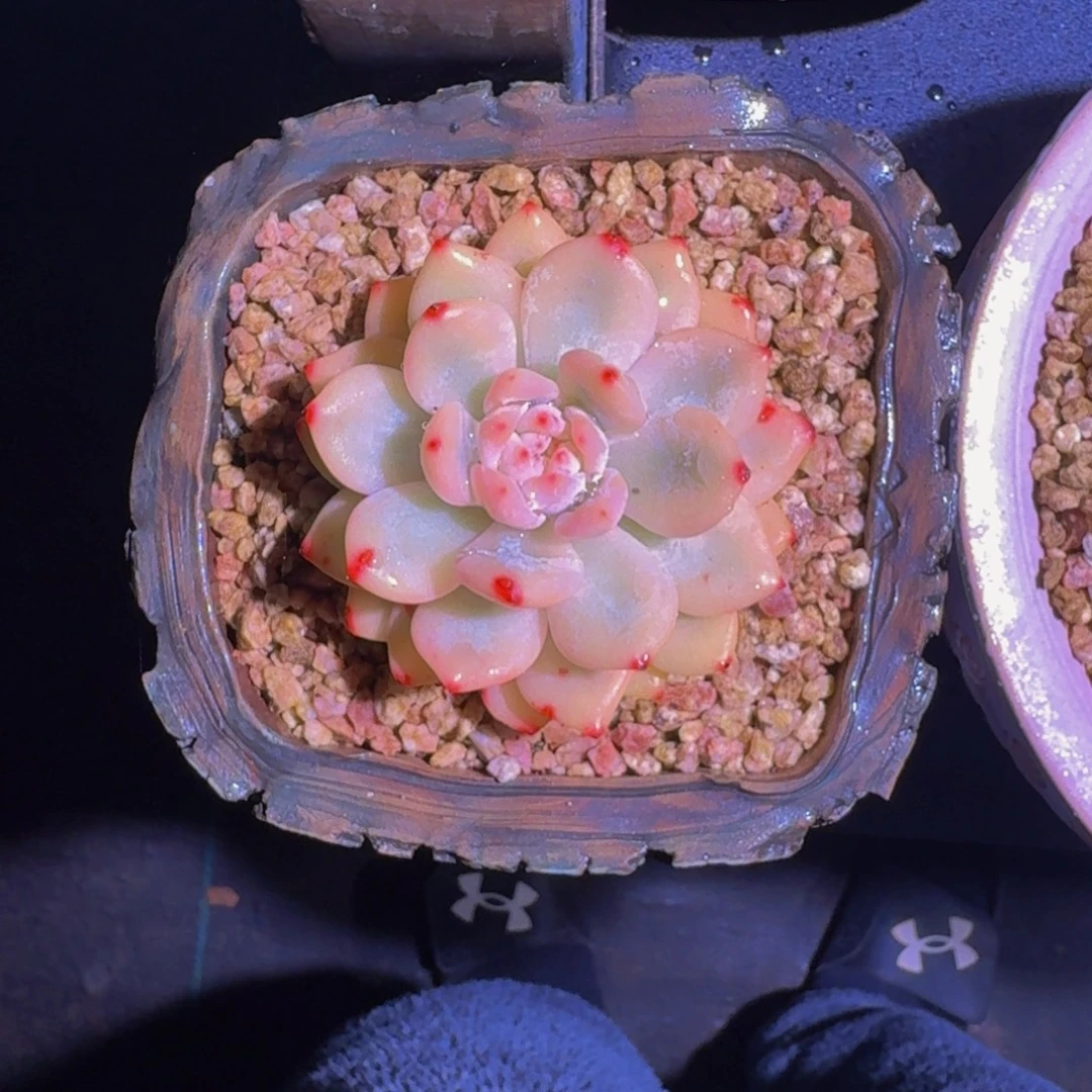 橙梦露 宽锦 一物一拍