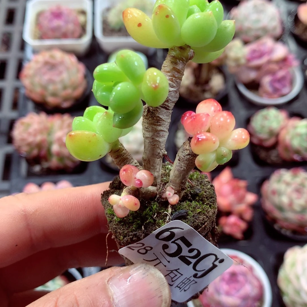 5厘米盆精控多肉652