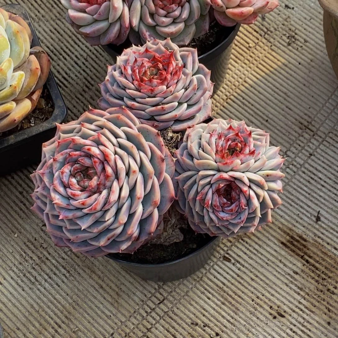 小**！48包邮一物一拍多肉植物