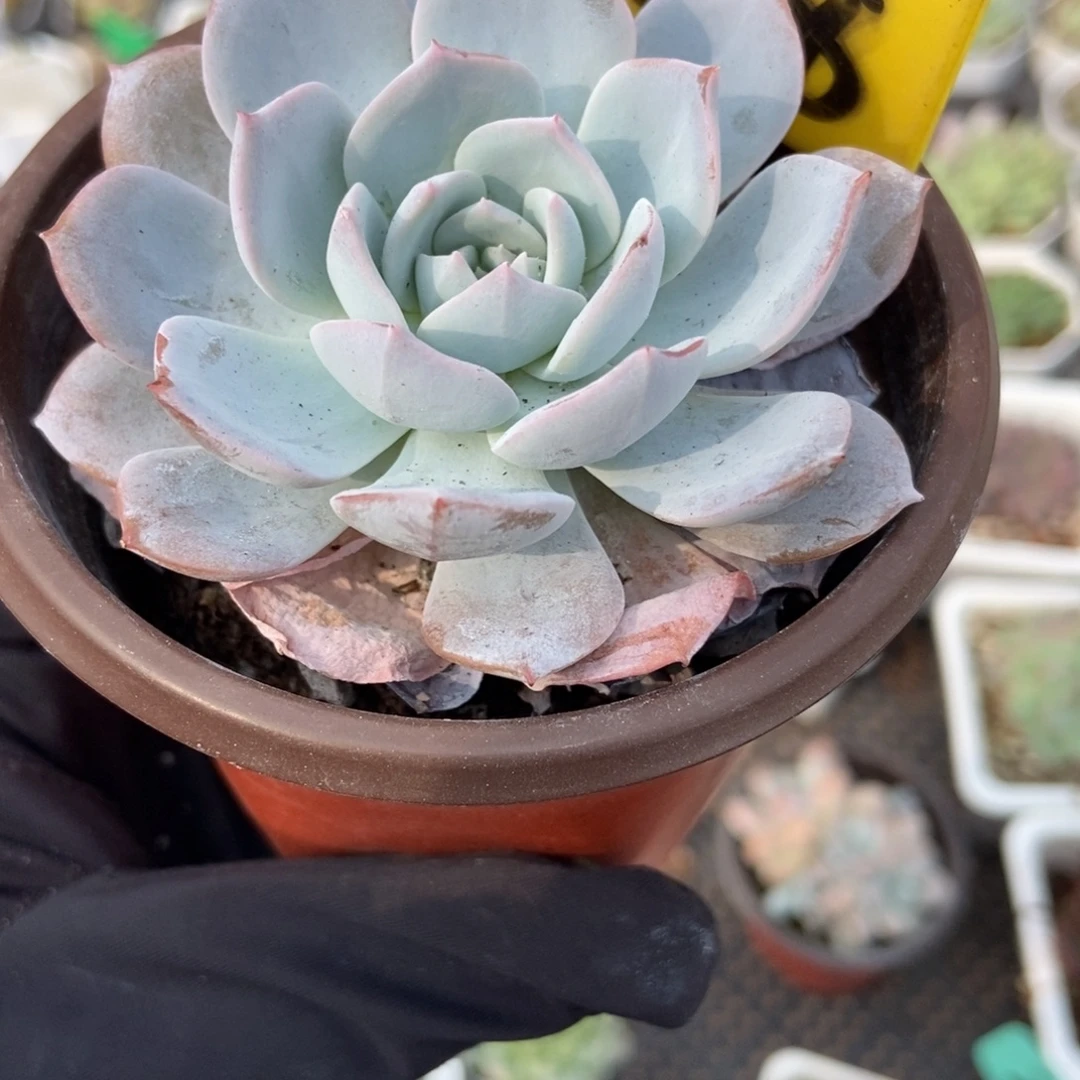 558白茶多肉植物多肉