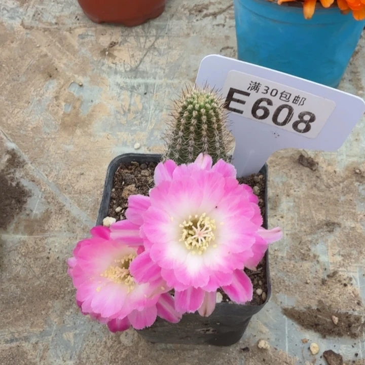 E608粉花02白檀一颗