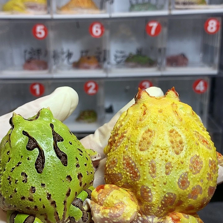 大***图角蛙1995 2只蛙有瑕疵