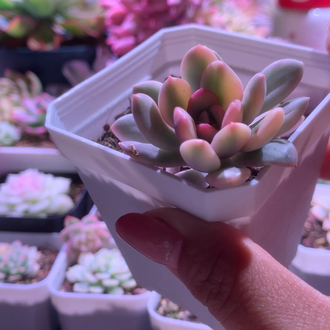 托雷斯覆轮锦有根