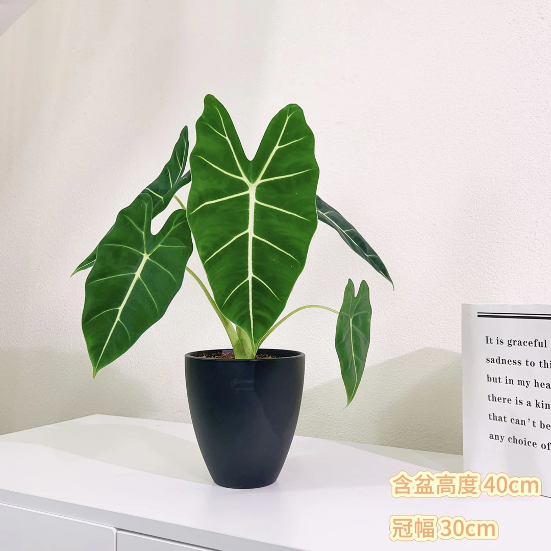 绿天鹅绒海芋清新网红绿植室内观赏好养易活盆栽四季常绿空气净化