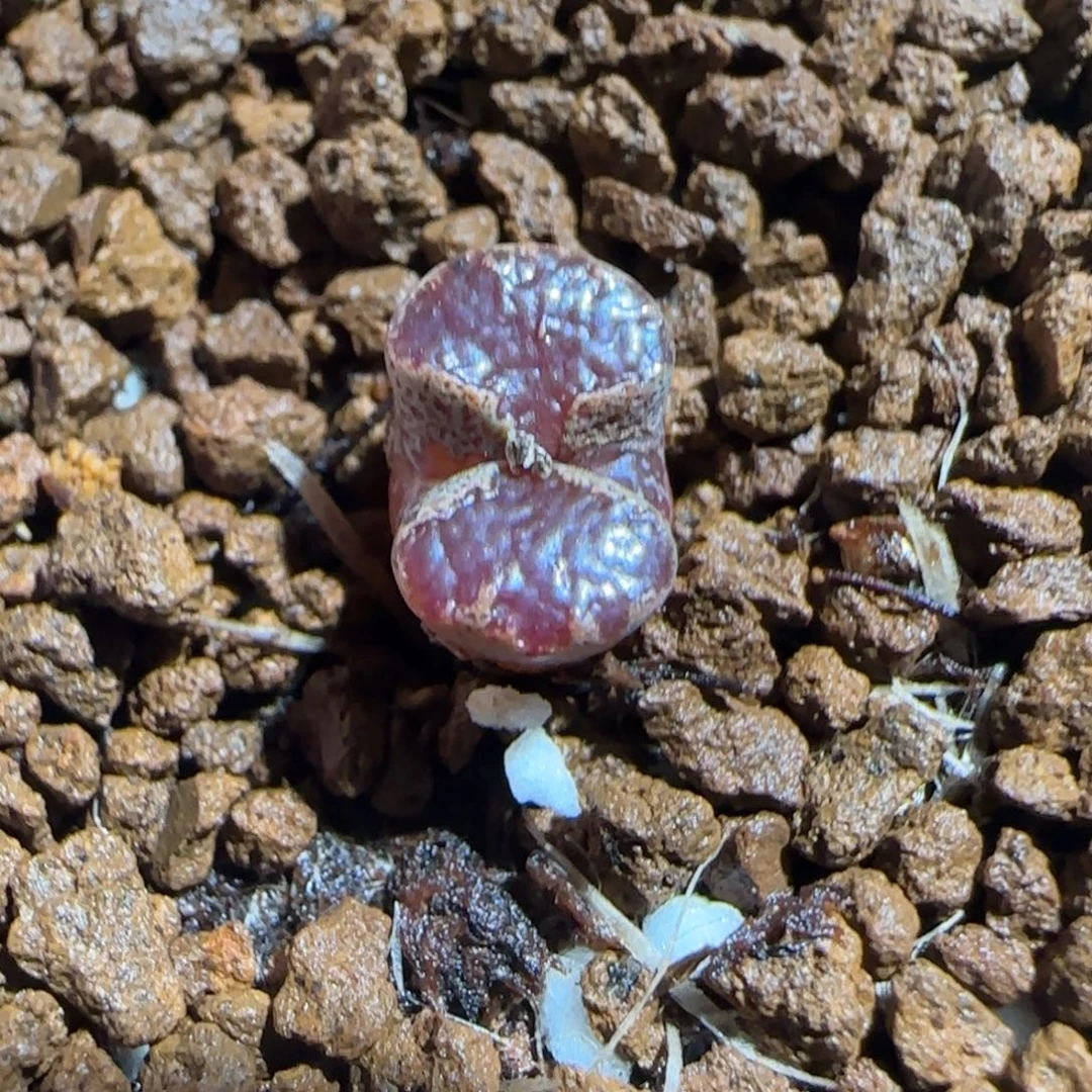 肉锥多肉植物组合-蝴蝶1685