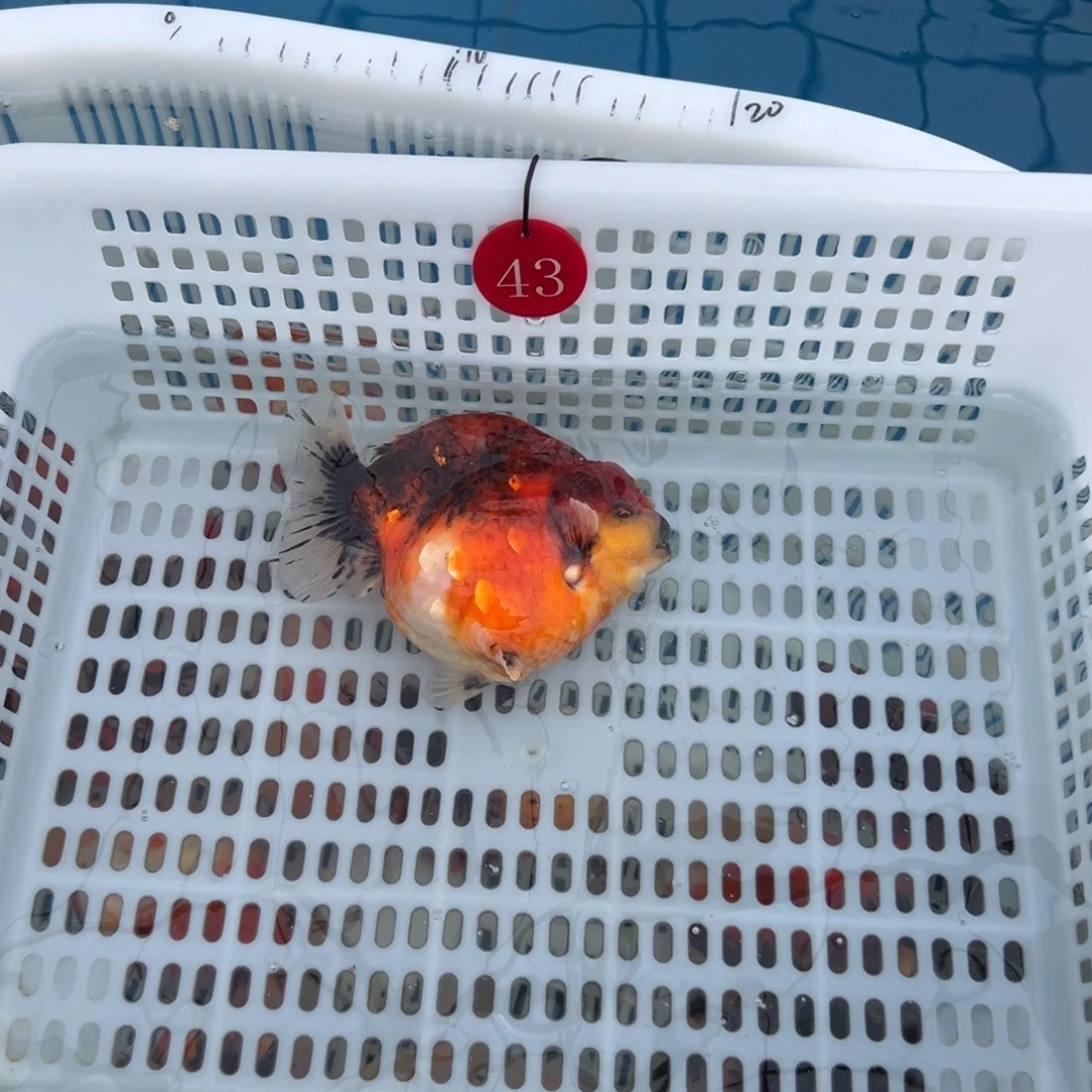 瞎***搞金鱼你好吗我好想你啊