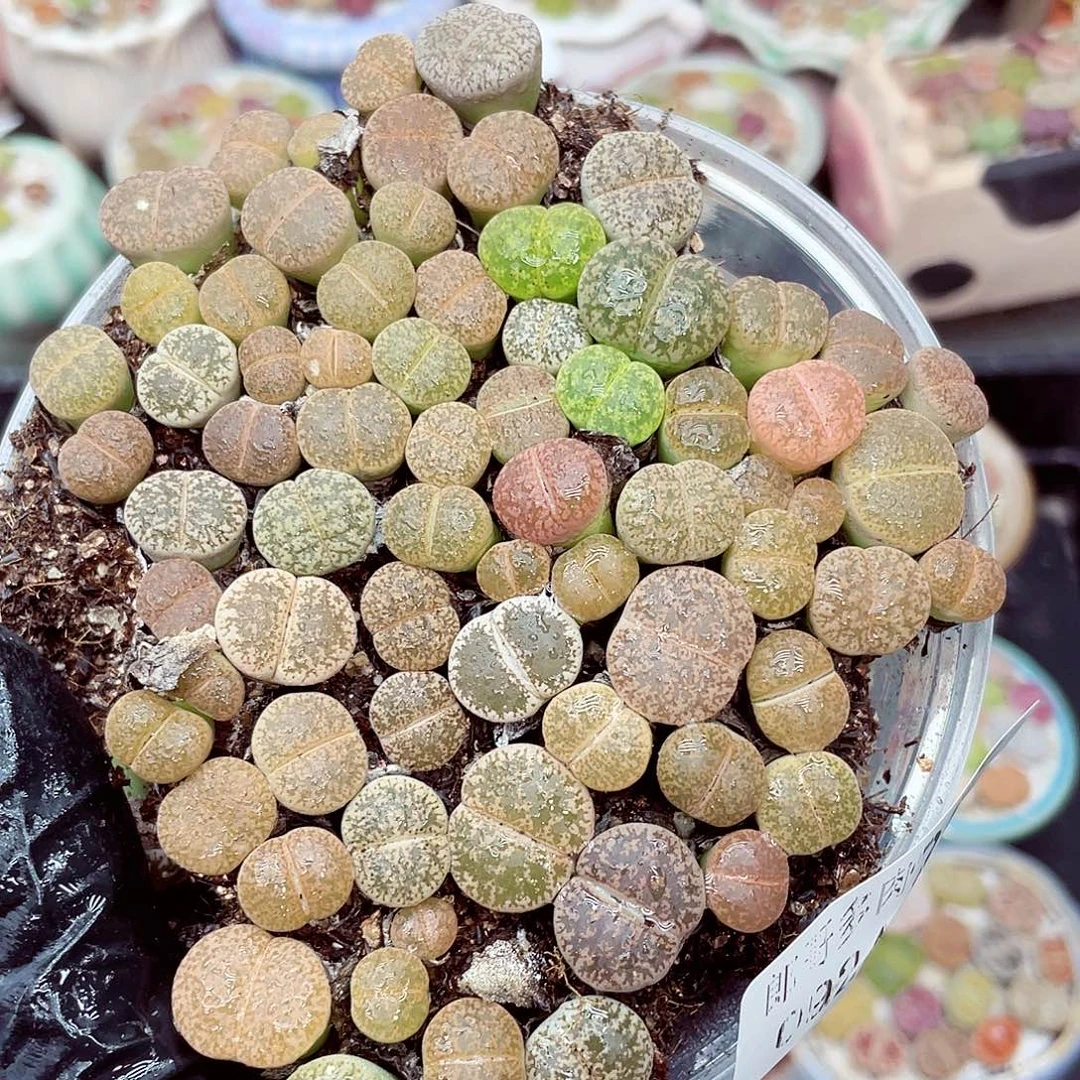 生石花满18包邮0924-201