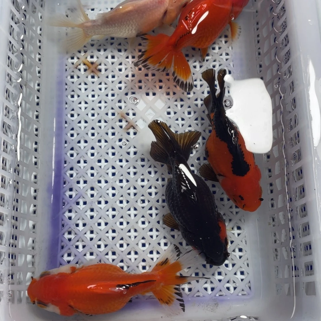 海水鱼花泰狮金鱼2号