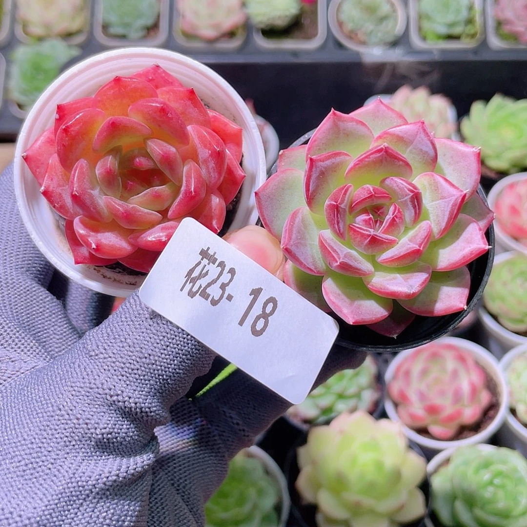 花利美23-18多肉2颗