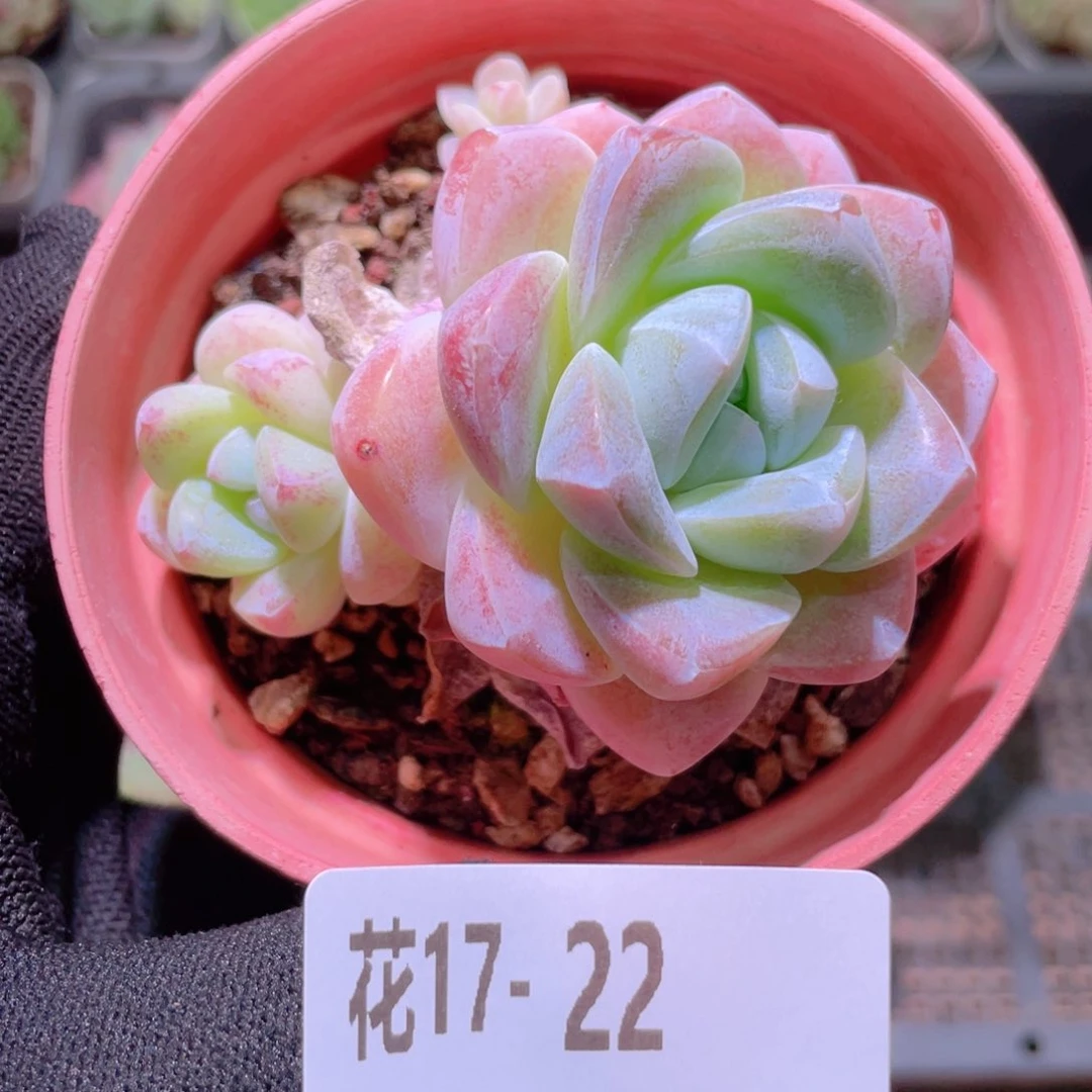 花利美17-22冰玉