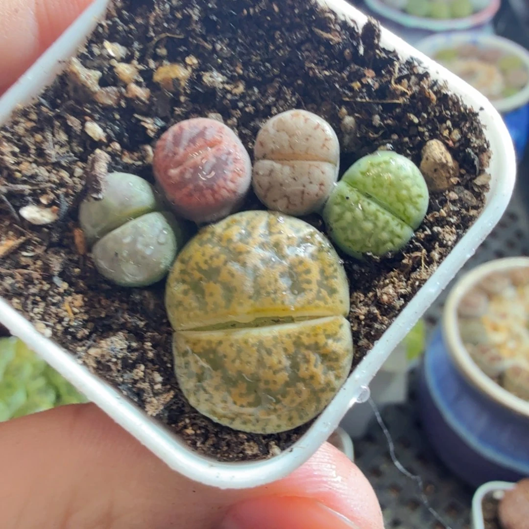 多肉植物的生长发育和740