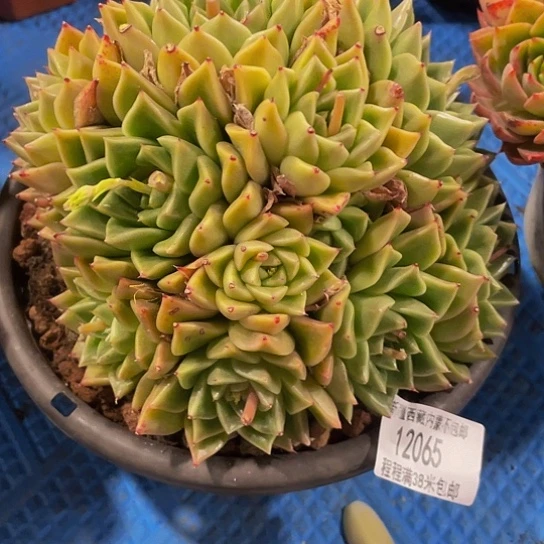 明*白玫瑰12065多肉