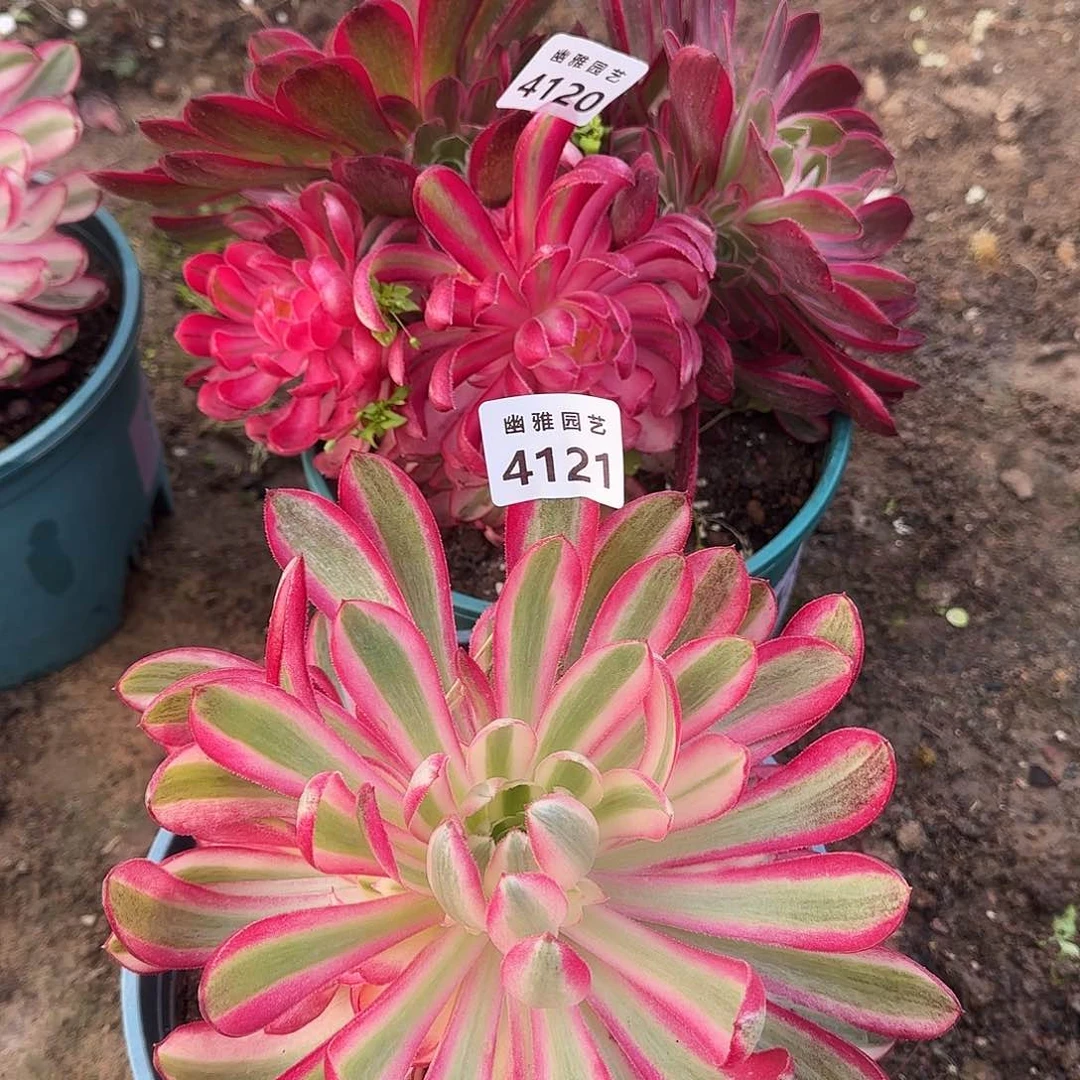 朵*1多肉植物孔雀翎菊花41204121