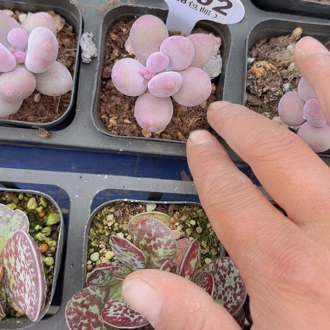 B092彩虹奶一物一拍