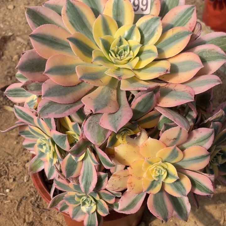 399多肉植物灿烂