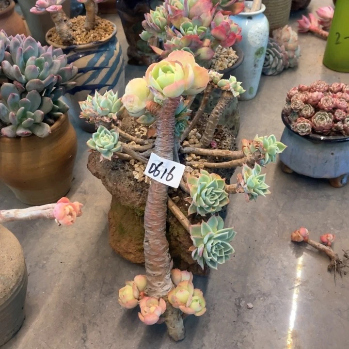 乘***#0616鸡蛋碧桃（不售后）