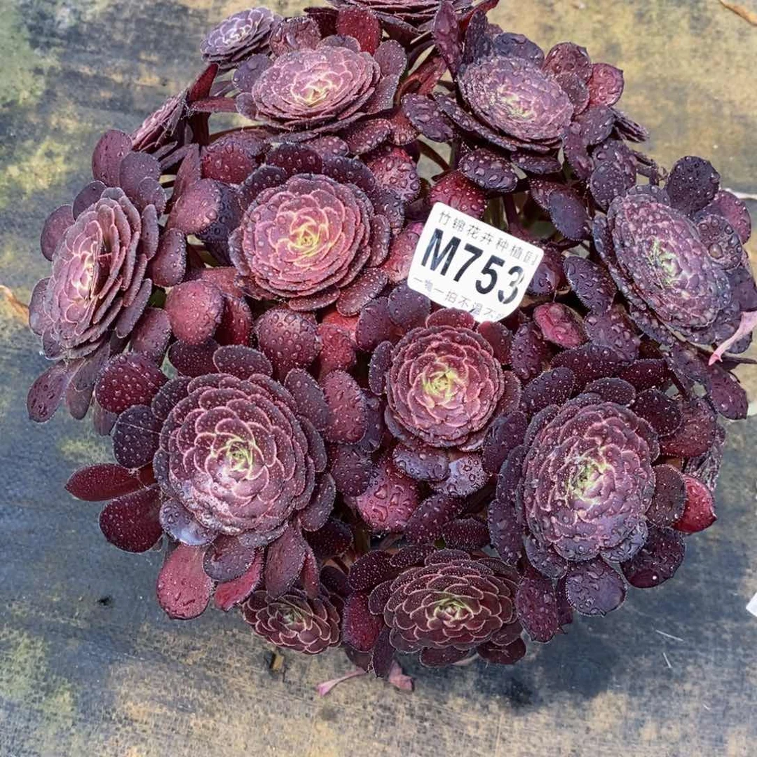 753黑萝莉嫩桩小