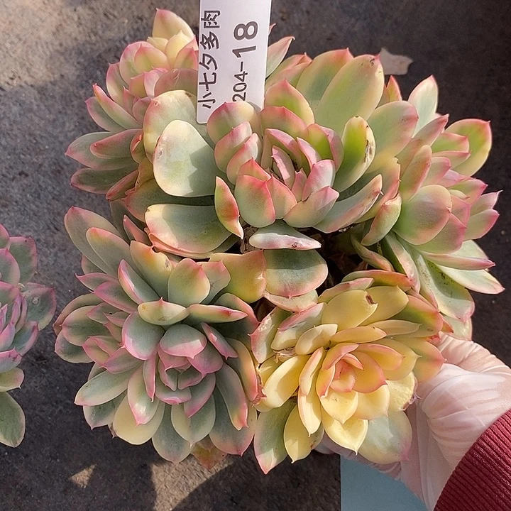 小七夕多肉绮罗锦18