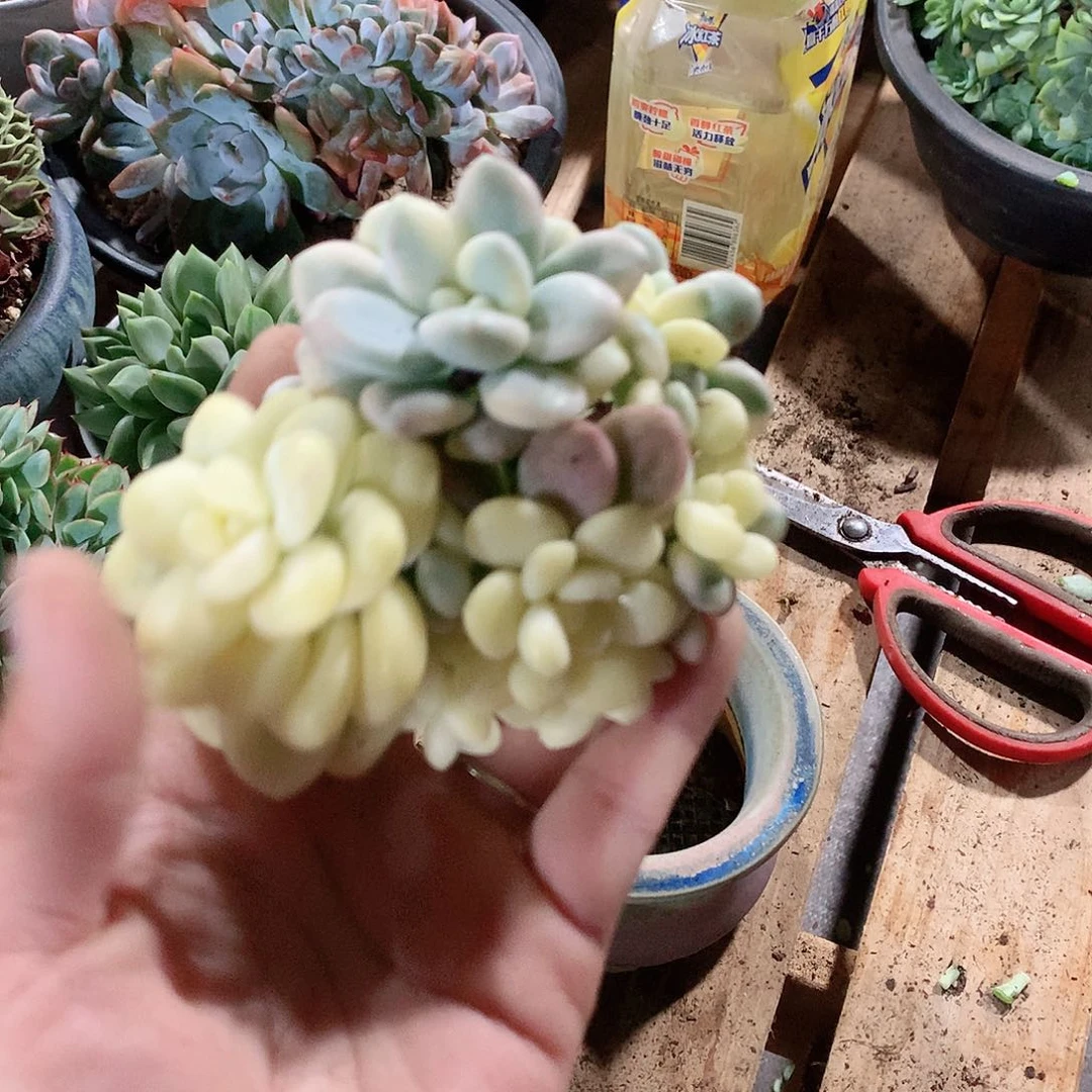 多肉植物多肉植物