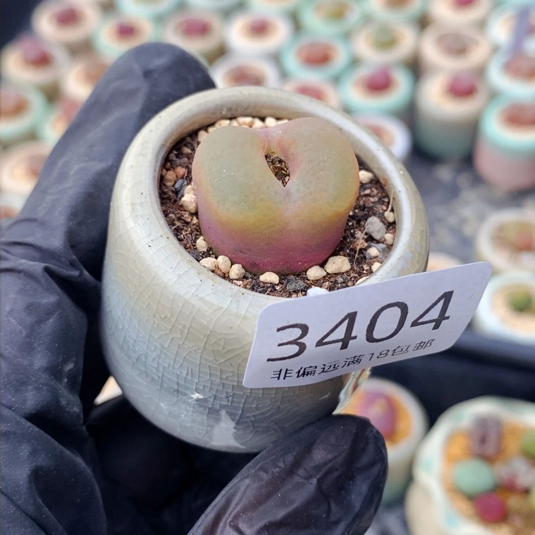 W*3404-一物一拍 带盆