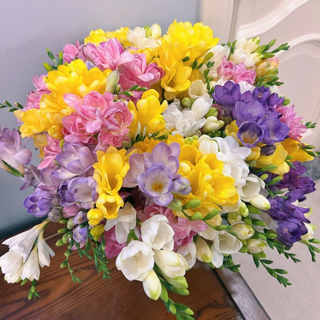 浓香型混色重瓣香雪兰种球多年生花卉庭院阳台盆栽植物四季开花